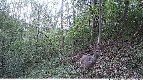 VK CAMERA