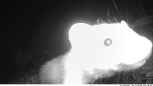 VK CAMERA